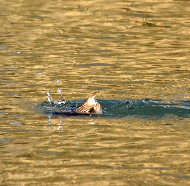 Un nome appropriato!